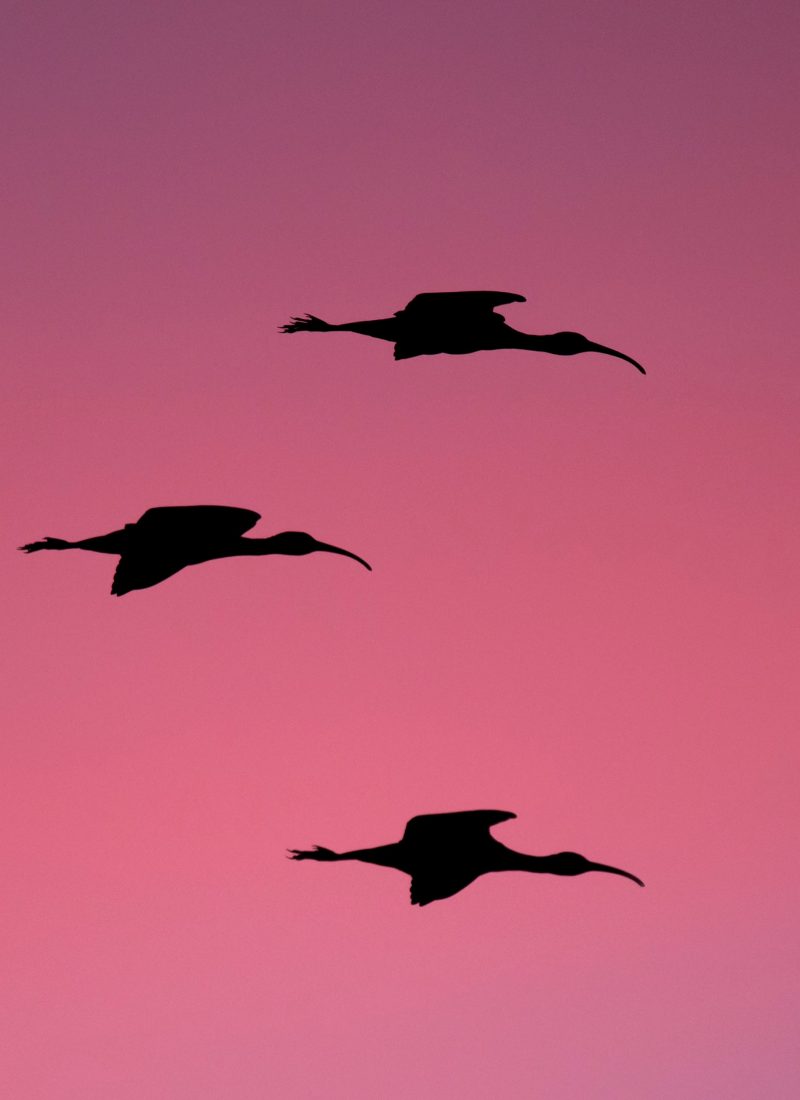 Lesson 10: My Flourishing Forward
